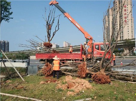 園林綠化公司加大對(duì)苗木養(yǎng)護(hù)安全監(jiān)管工作